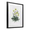 Stupell Industries Dandelion Flower Illustration Framed Print Under Glass, design by Cecilia Battaini